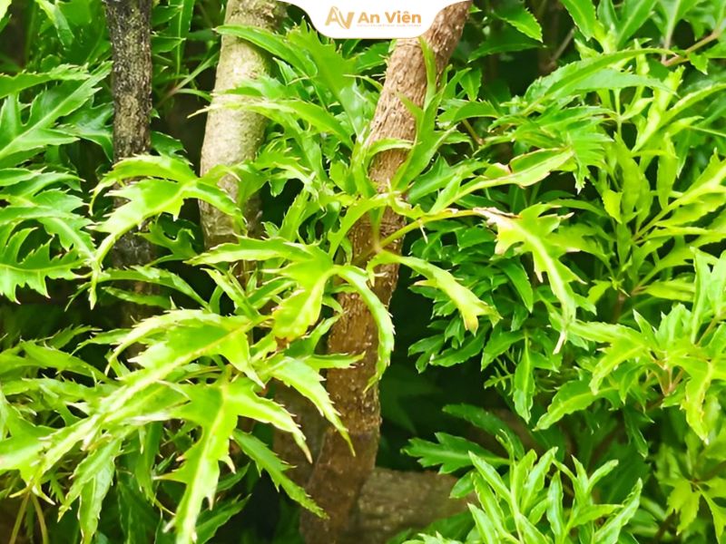 Suy giãn tĩnh mạch uống lá cây gì