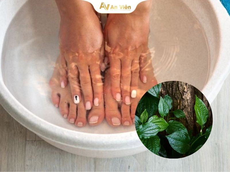 Lá lốt trong hỗ trợ giảm đau và chống viêm