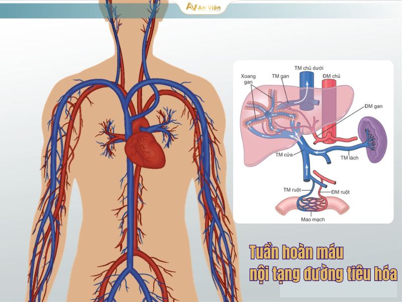 Tĩnh mạch lách