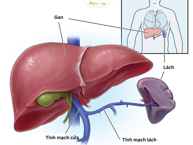 Tĩnh mạch lách
