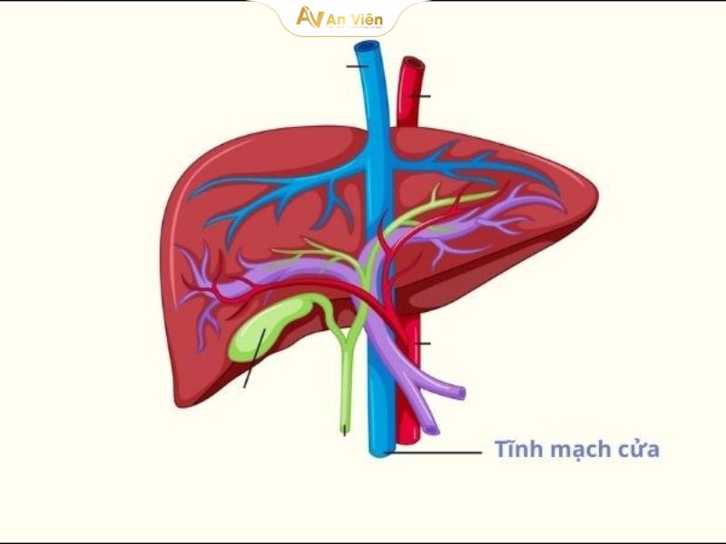 Tĩnh mạch gánh là gì và những vấn đề cần lưu ý 13 tĩnh mạch gánh