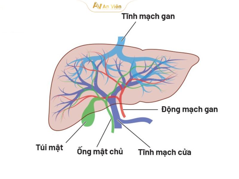 Tĩnh mạch gánh là gì và những vấn đề cần lưu ý 11 tĩnh mạch gánh
