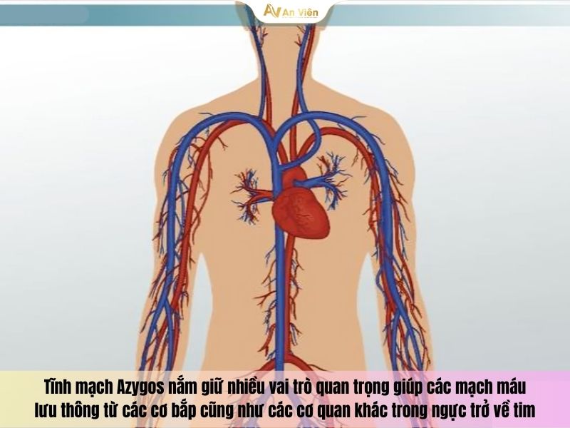 Tĩnh mạch azygos là gì? Những thông tin bạn đọc cần biết 7 Tĩnh mạch Azygos
