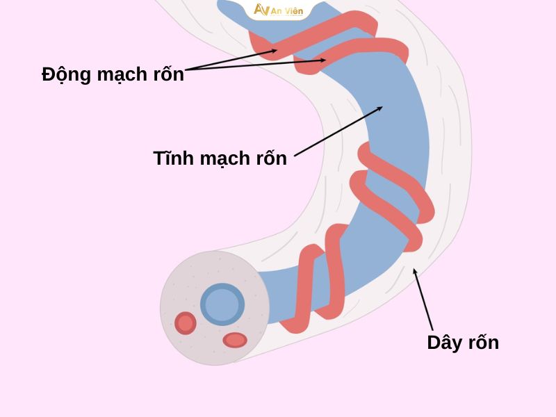 Tĩnh mạch rốn là gì? Điều trị như thế nào và cách phòng ngừa hiệu quả 8 Tĩnh mạch rốn
