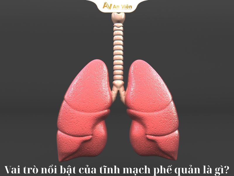 Thông tin cơ bản về tĩnh mạch phế quản cần biết 8 tĩnh mạch phế quản