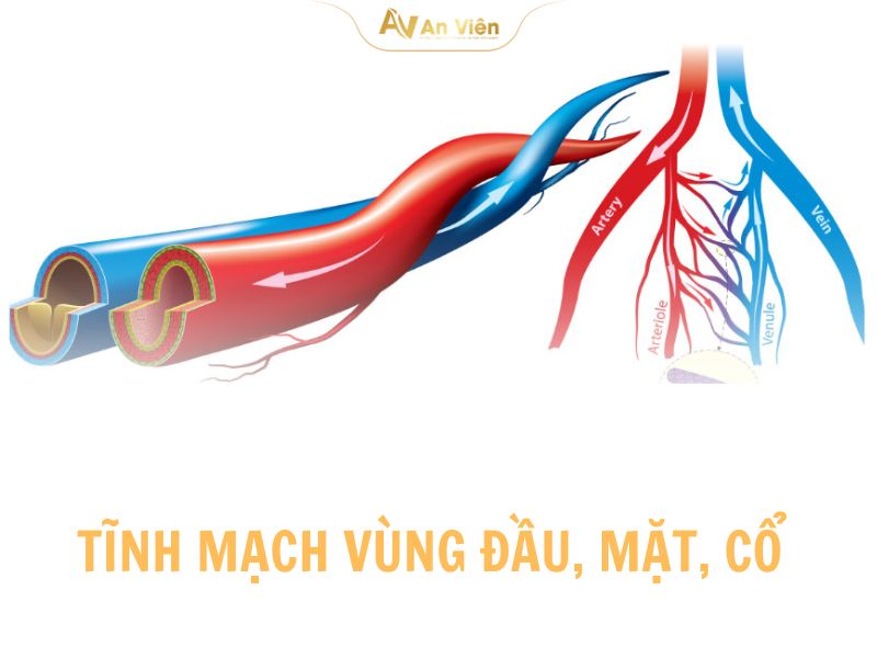 Tĩnh mạch vùng đầu mặt cổ: Vị trí, vai trò và các bệnh lý thường gặp 7 tinh-mach-vung-dau-mat-co