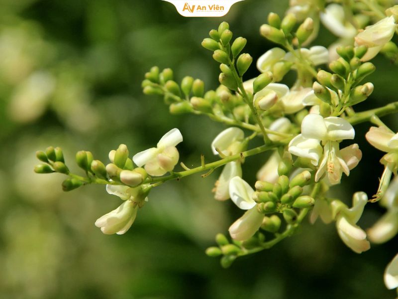 Hoa hòe chữa suy giãn tĩnh mạch: Giải pháp tự nhiên hay cái bẫy niềm tin? 7 Hoa hòe chữa suy giãn tĩnh mạch