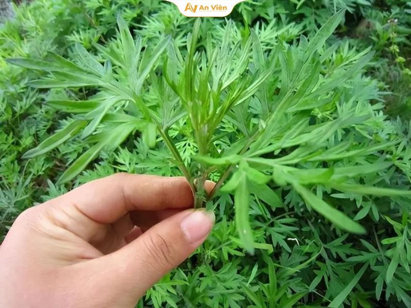 Đặc điểm của cây ngải cứu